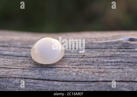 One isolated cream white chalcedony agate gemstone on wooden background shining in the sunlight. Chalcedony gems come in a variety of different colors