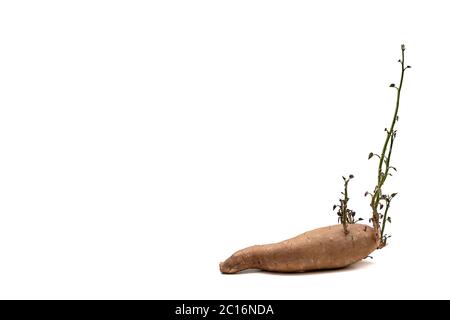 Sweet potato growing new leaves isolated on white background with copy space available. Vegetable root with very healthy carbohidrates Stock Photo