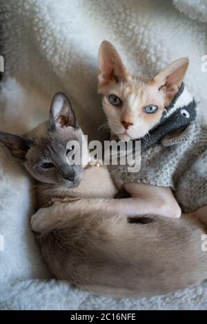 A Siamese and Sphinx cats sitting together one with its paw on the other on a radiator bed. Sphinx wearing a jumper Stock Photo