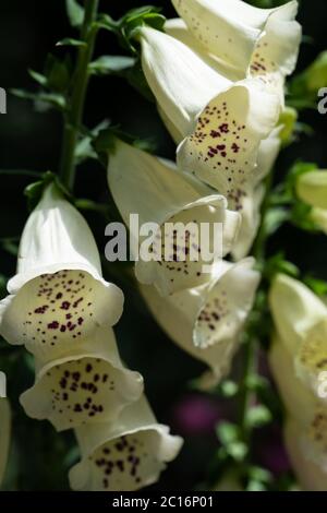White foxglove (Digitalis purpurea) 'Camelot White', UK Stock Photo