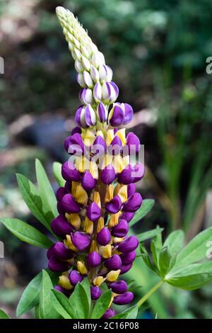 Lupin (Manhattan Lights) yellow and purple, UK Stock Photo