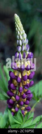 Lupin (Manhattan Lights) yellow and purple, UK Stock Photo