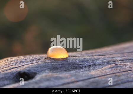 One isolated cream yellow chalcedony agate gemstone on wooden background shining in the sunlight. Chalcedony gems come in a variety of different color