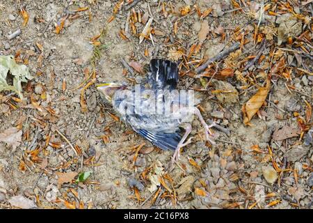 The dead bird lying on the ground Stock Photo