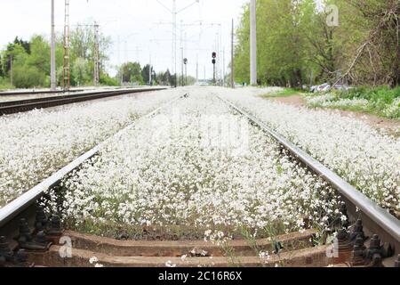 Railway and white flowers of a shepherd's bag Stock Photo