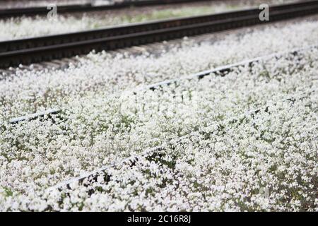 Railway and white flowers of a shepherd's bag Stock Photo