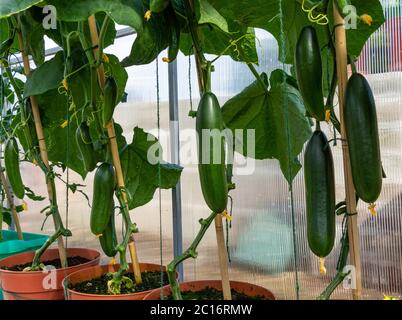 Cucumbers growing in garden greenhouse. Stock Photo