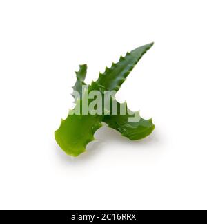 Aloe vera with water drops isolated . Stock Photo