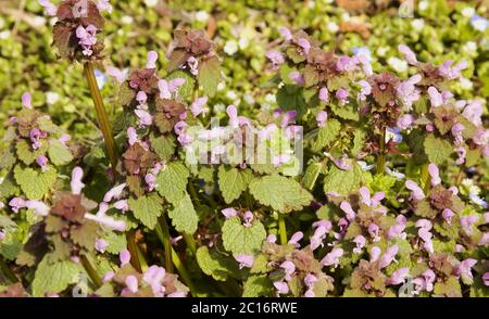 Purple dead-nettle Lamium purpureum Stock Photo