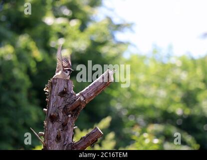 House sparrow on a tree stump in Germany Stock Photo