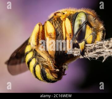 Anthidium florentinum manicatum sleeping attached to a branch with his powerful mandibles Stock Photo