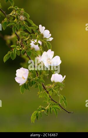 Close up of dog rose flowers Stock Photo