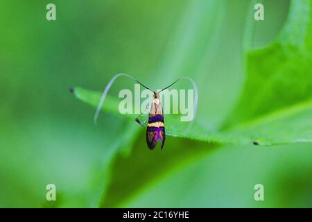 Longhorn moth (Adela degeerella) sitting on a green leaf Stock Photo