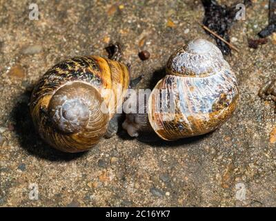 UK garden snails, Cornu aspersum, mating on a flagstone Stock Photo