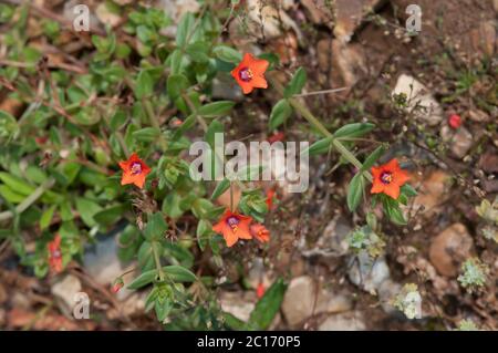 Scarlet pimpernel, Anagallis arvensis. Stock Photo