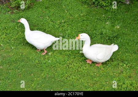 Two geese walking on the grass Stock Photo