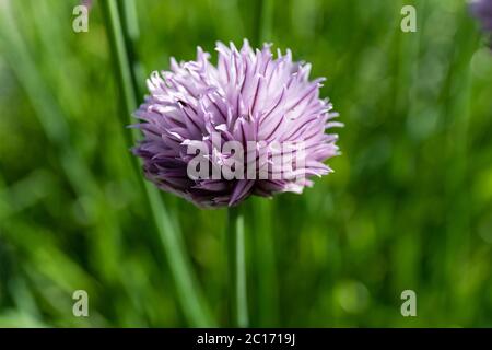 Star-shaped pale purple flower of Chives, scientific name Allium schoenoprasum Stock Photo