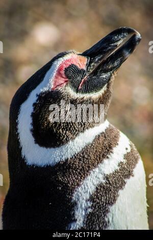 Magellanic penguin close up Stock Photo