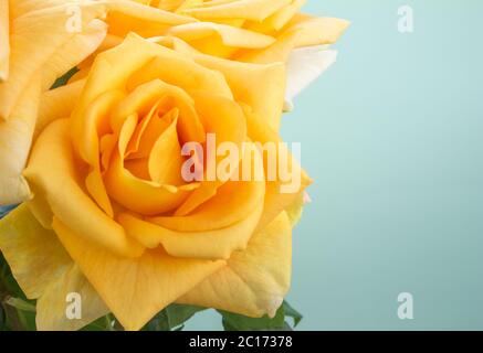 Bright yellow big rose closeup isolated on pale sea green background Stock Photo