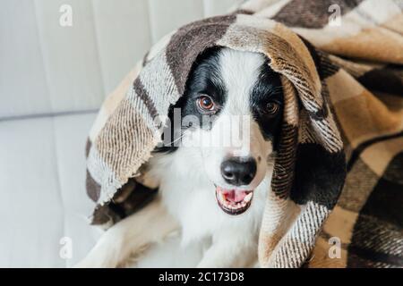 Funny puppy dog border collie lying on couch under plaid indoors. Lovely member of family little dog at home warming under blanket in cold fall autumn winter weather. Pet animal life concept Stock Photo