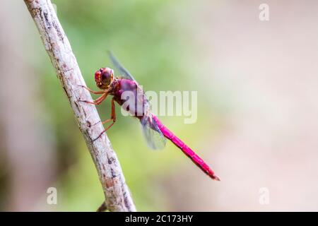 Beautiful dragonfly on a small tree branch near Lago Arenal, Costa Rica. Stock Photo