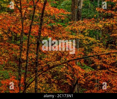 Autumn Color, Great Smoky Mountains National Park, North Carolina Stock Photo