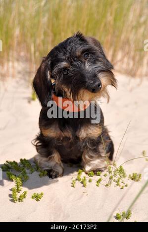 wire haired dachshund dog sitting on sand Stock Photo