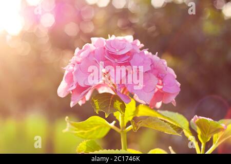 Beautiful pink hydrangea flower with leaves against sunlight with bokeh. Atmospheric photo of the summer garden Stock Photo