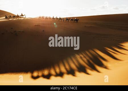 Camel caravan group in desert sand dunes at sunset light with beautiful shadows. Tourist entertainment in Morocco, Sahara. Stock Photo