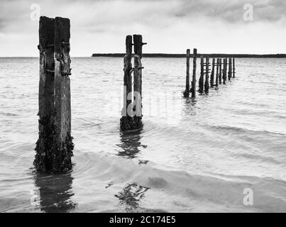 Monochrome (black and white) image of rotting groyne posts at Broughty Ferry, Dundee, Scotland, United Kingdom. Stock Photo