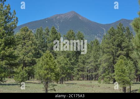 The view of Mount Humphreys and its Agassiz Peak. One of the San Francisco Peaks in the Arizona Pine Forest. Near Flagstaff, Coconino County, Arizona Stock Photo