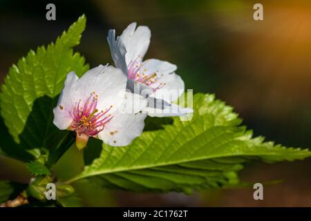 beautiful wild park flowers with shinning sun rays from above Stock Photo