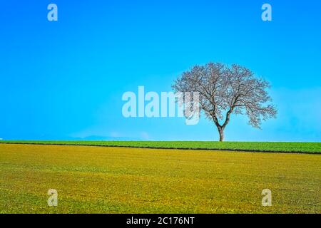 Single Tree in the field Stock Photo