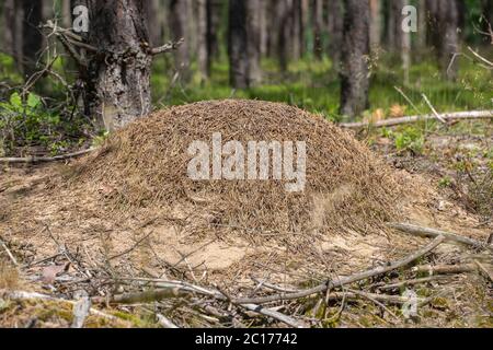 A small anthill in a deciduous forest. Mound inhabited by ants. Summer season. Stock Photo