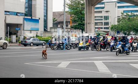A brave dog crosses the Thanon Ratchadamri road in the heart of Bangkok, Thailand, in front of a row of motorbikes stopped at the traffic lights Stock Photo