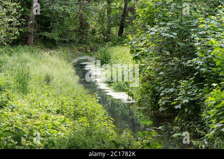 Calm brook flows through a green forest meadow, idyllic nature landscape in spring and summer, copy space, selected focus Stock Photo