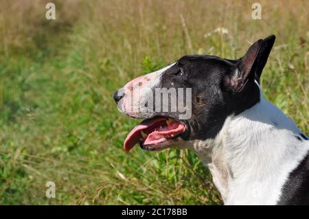 Miniature Bull Terrier dog on nature on field Stock Photo