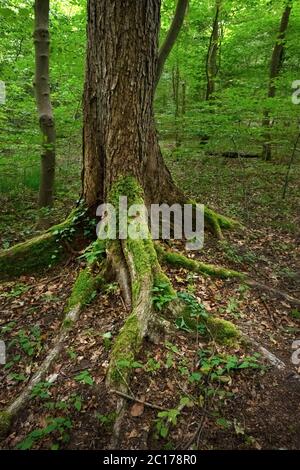 Roots of an old tree overgrown with moss in a natural deciduous forest, wilderness landscape in northern Germany, copy space, selected focus narrow de Stock Photo