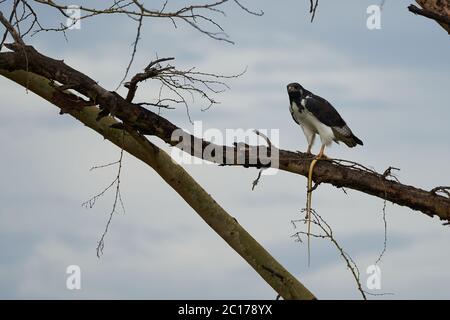 Augur buzzard Couple Buteo augurarge African bird of prey with catch eastern green mamba Dendroaspis angusticeps highly venomous snake  Stock Photo