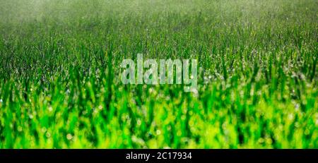Panoramic view of fresh thick grass with water drops in the early Stock Photo
