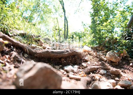 Tree roots on dirt trail. Hiking in coniferous forest in summer. Tourism and travel. Tree roots above ground