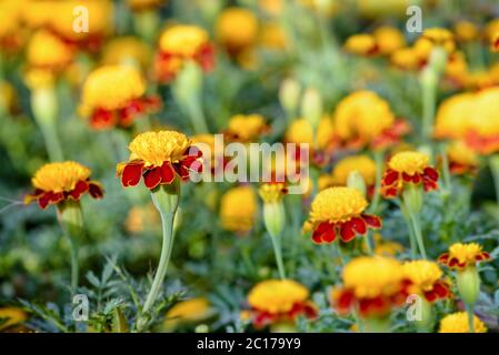 Tiger Eye French Marigold Stock Photo