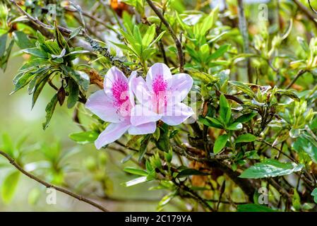 George Taber Azalea Stock Photo