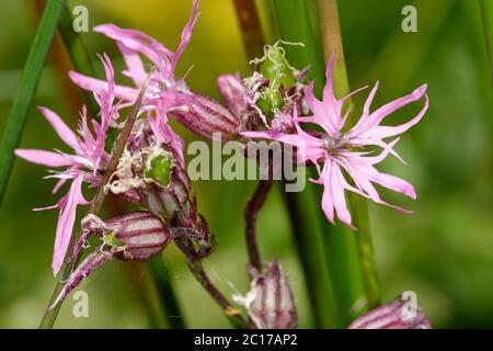 Ragged Robin - Lychnis flos-cuculi  Closeup of wet grassland flower Stock Photo