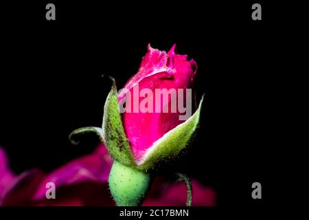 A macro shot of a budding red rose in a dark background Stock Photo