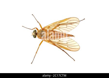 Snipe fly (Rhagio) isolated on a white ackground Stock Photo