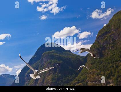Seagull bird in Norway fjord Stock Photo