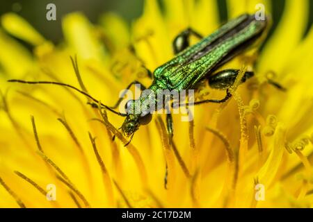 Green False-oil Beetle feeding on nectar on yellow flower of a Dandelion Stock Photo