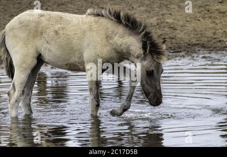 Foal in water, splashing, wild horses in Merfelder Bruch, Dülmen, North Rhine-Westphalia, June, Stock Photo