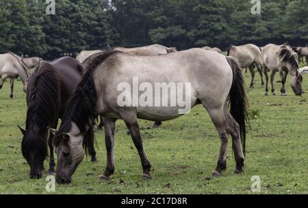 Peacefully grazing, wild horses in Merfelder Bruch, Dülmen, North Rhine-Westphalia, June, Stock Photo